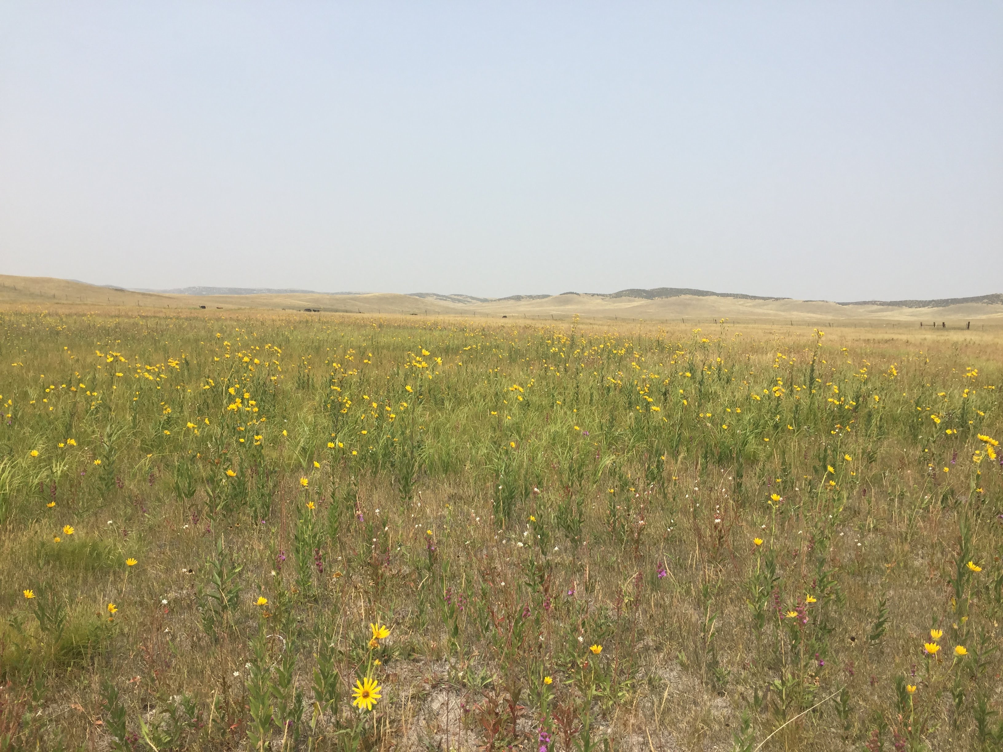 An image of a productive shortgrass steppe meadow