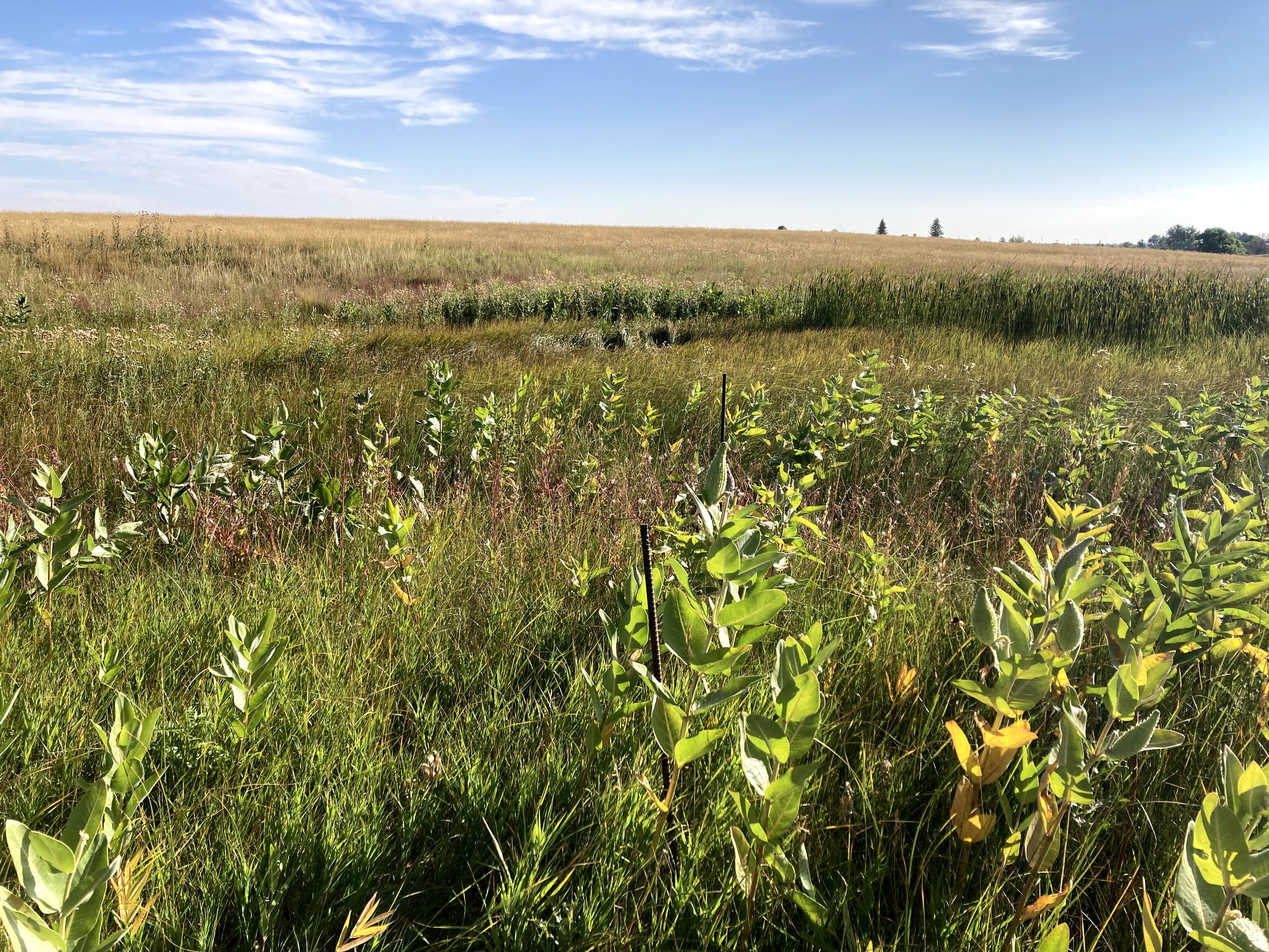 Image of some O. coloradensis plants