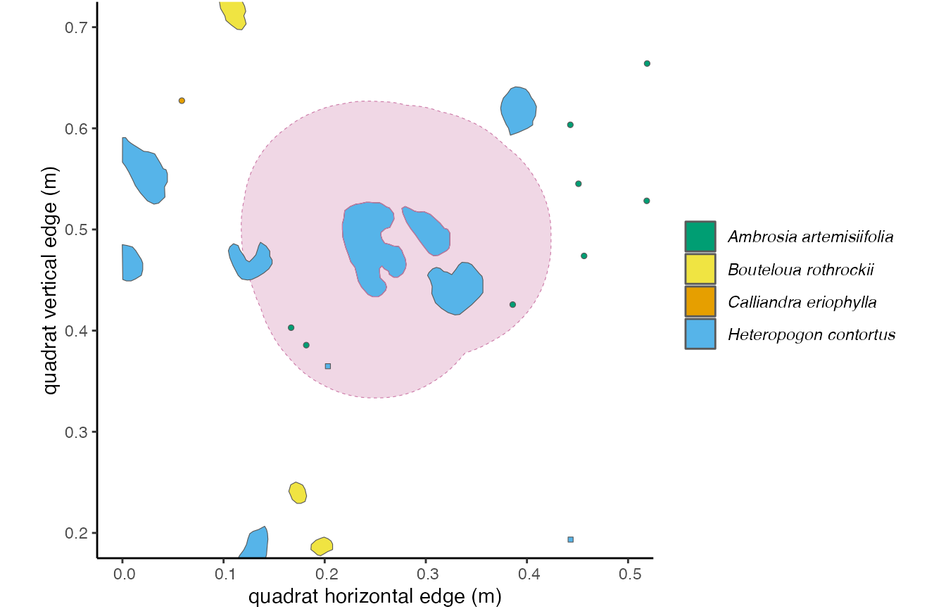 **Figure 3.1**: *This individual outlined in pink is a focal individual, and the pale pink shows a 10 cm buffer around it.*