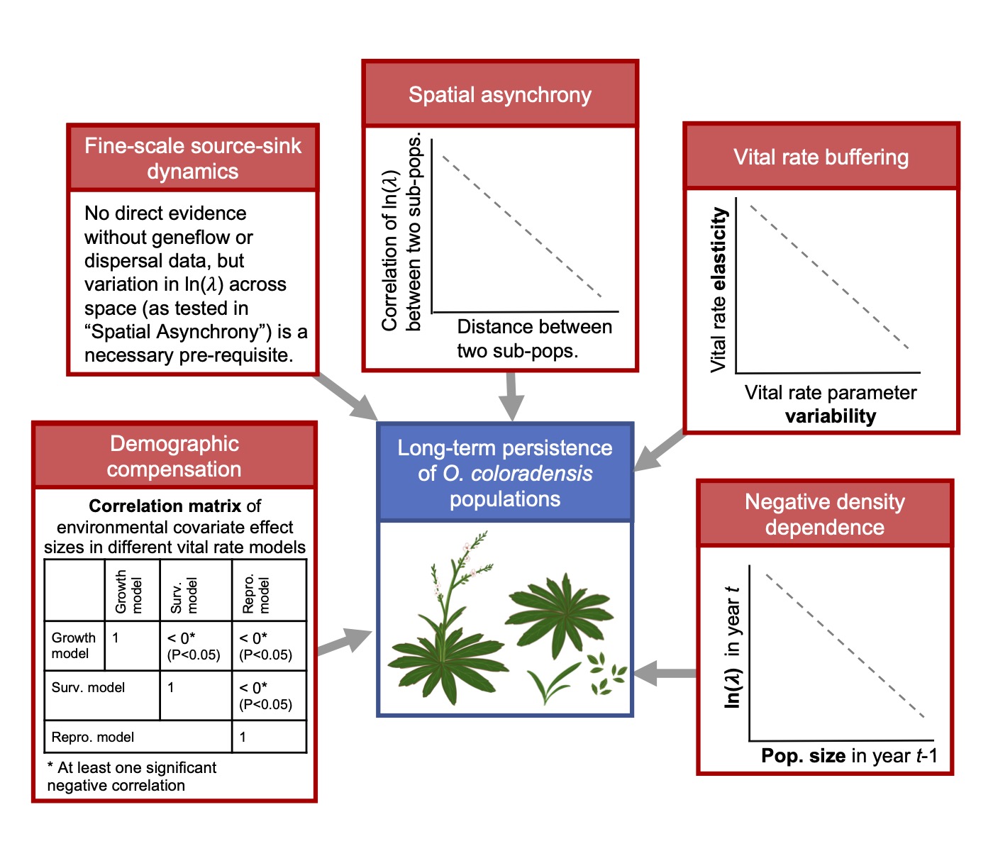 A figure illustrating the five proposed mechanisms of rare species persistence: Demographic compensation, vital-rate buffering, small-scale source-sink dynamics, spatial asynchrony, and negative density dependence.